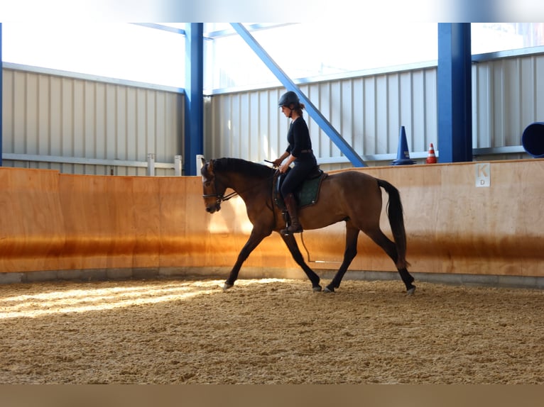PRE Mix Wallach 4 Jahre 162 cm Braunfalbschimmel in Dirlewang