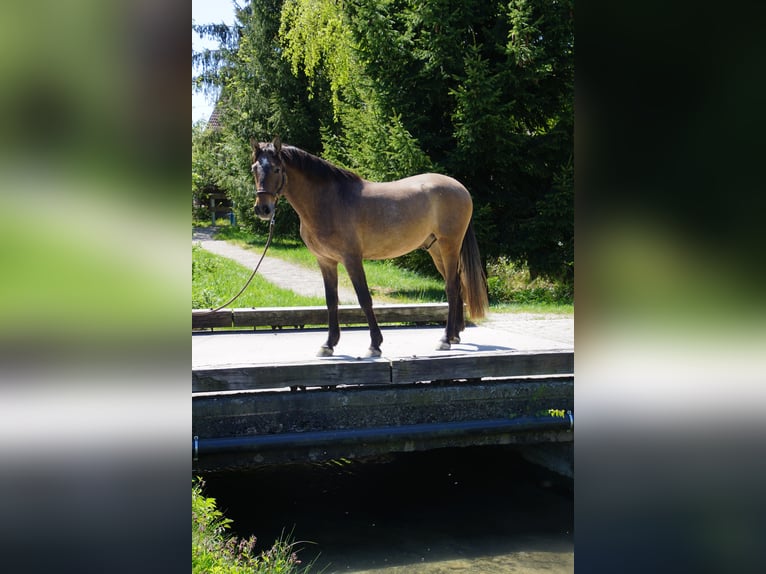 PRE Mix Wallach 4 Jahre 162 cm Braunfalbschimmel in Dirlewang