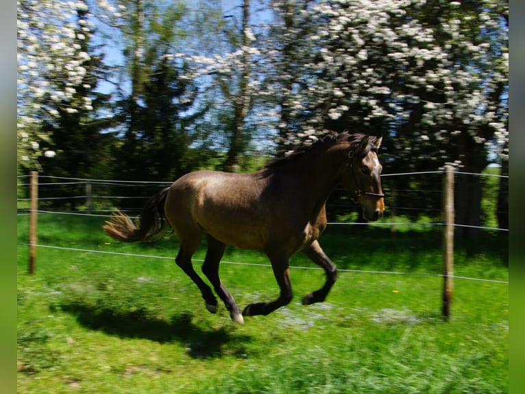 PRE Mix Wallach 4 Jahre 162 cm Braunfalbschimmel in Dirlewang