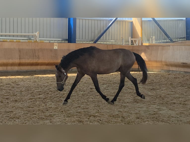 PRE Mix Wallach 4 Jahre 162 cm Braunfalbschimmel in Dirlewang