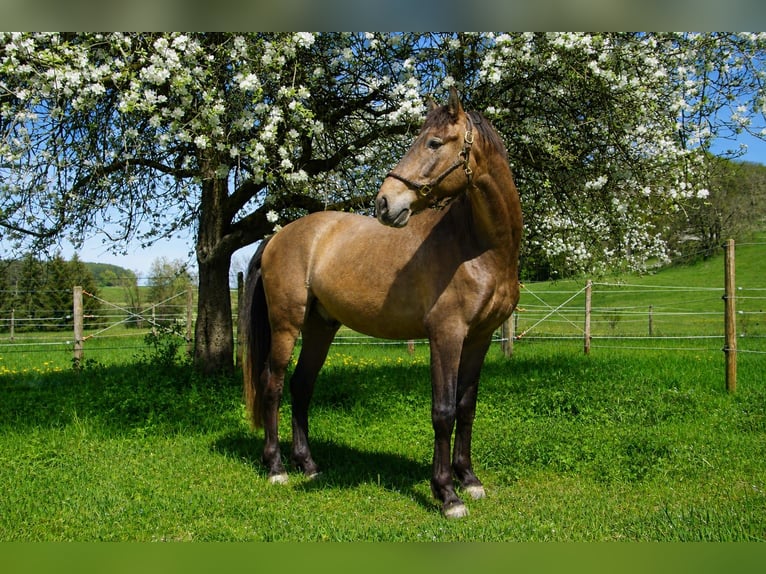PRE Mix Wallach 4 Jahre 162 cm Braunfalbschimmel in Dirlewang