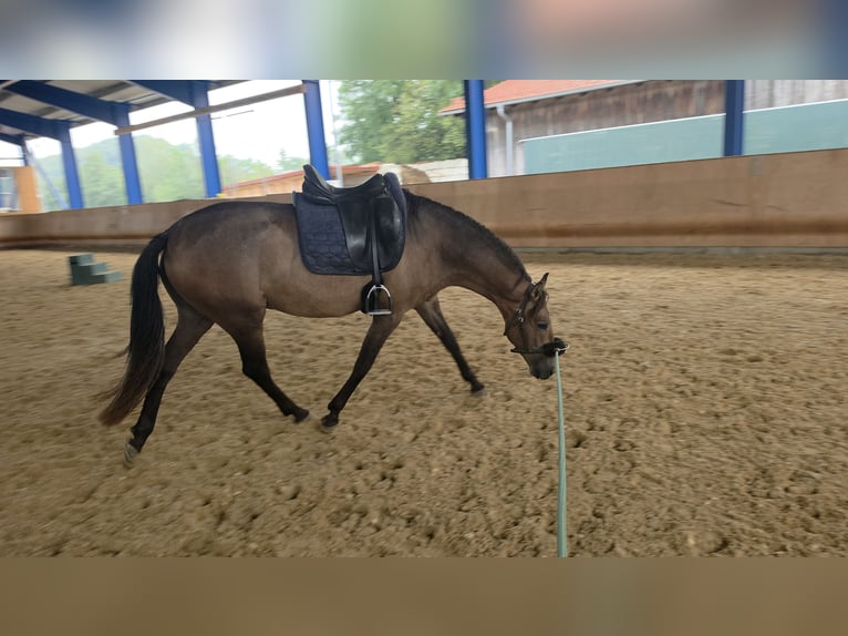 PRE Mix Wallach 4 Jahre 162 cm Braunfalbschimmel in Dirlewang