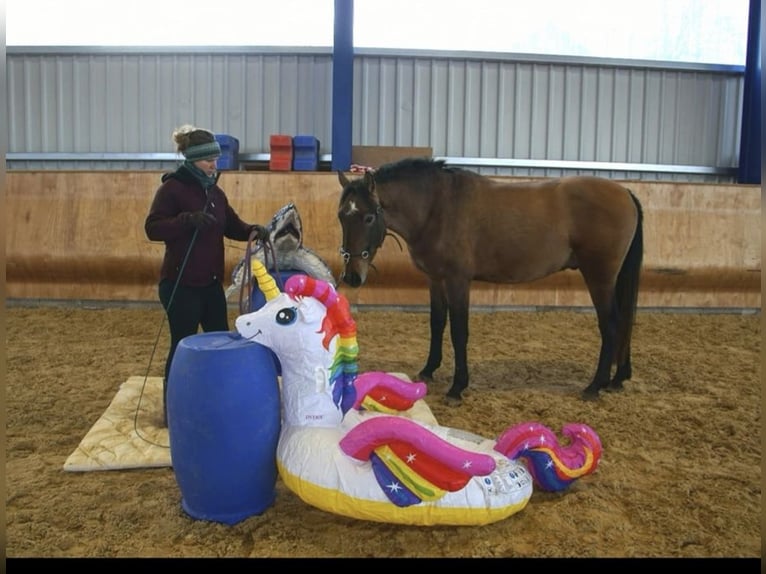 PRE Mix Wallach 4 Jahre 162 cm Braunfalbschimmel in Dirlewang