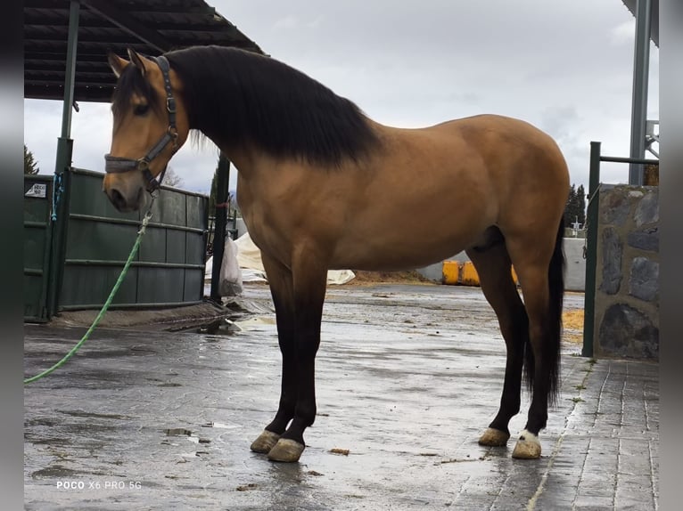 PRE Mix Wallach 4 Jahre 162 cm Buckskin in Hamburg