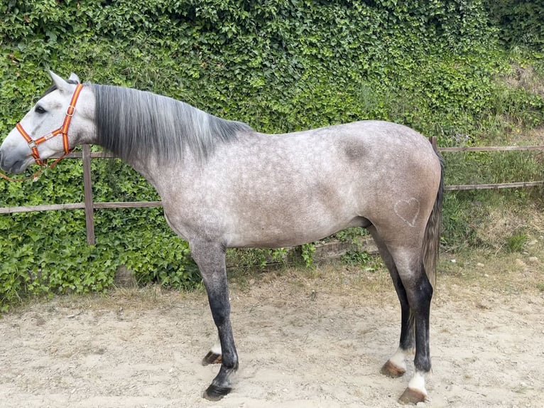 PRE Wallach 4 Jahre 162 cm Schimmel in Terrassa