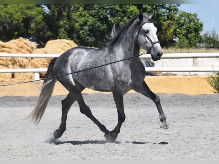 PRE Wallach 4 Jahre 162 cm Schimmel in Provinz Granada