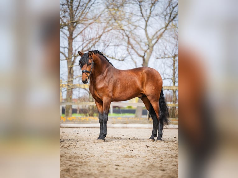 PRE Wallach 4 Jahre 163 cm Brauner in Grebenhain