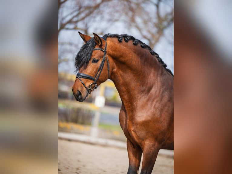 PRE Wallach 4 Jahre 163 cm Brauner in Grebenhain