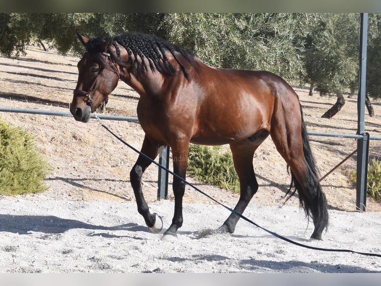 PRE Wallach 4 Jahre 163 cm Dunkelbrauner in Provinz Granada