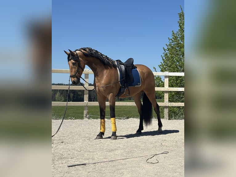 PRE Mix Wallach 4 Jahre 163 cm Falbe in Niederstaufen
