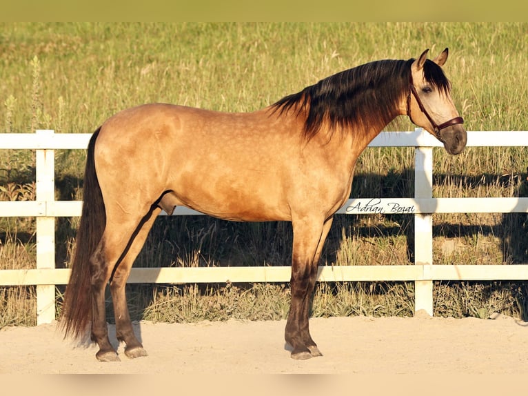 PRE Mix Wallach 4 Jahre 163 cm Falbe in Sigmarszell