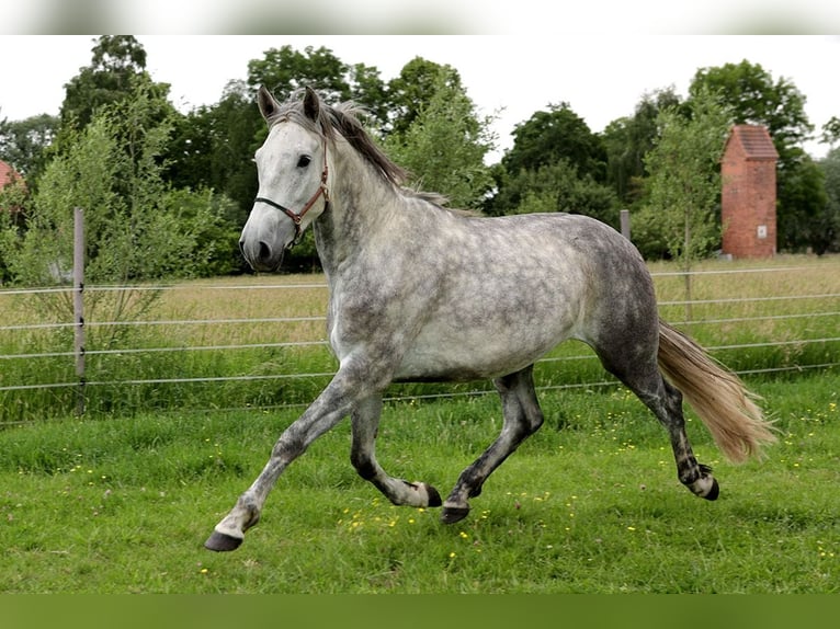 PRE Wallach 4 Jahre 163 cm Schimmel in Kollow