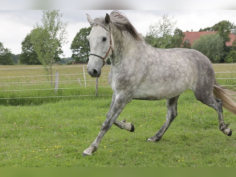 PRE Wallach 4 Jahre 163 cm Schimmel in Kollow