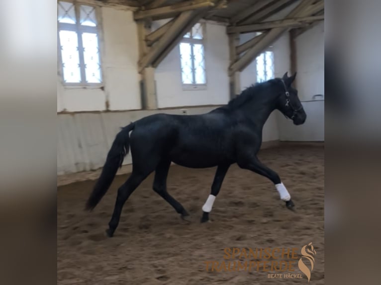 PRE Mix Wallach 4 Jahre 164 cm Rappe in Traventhal