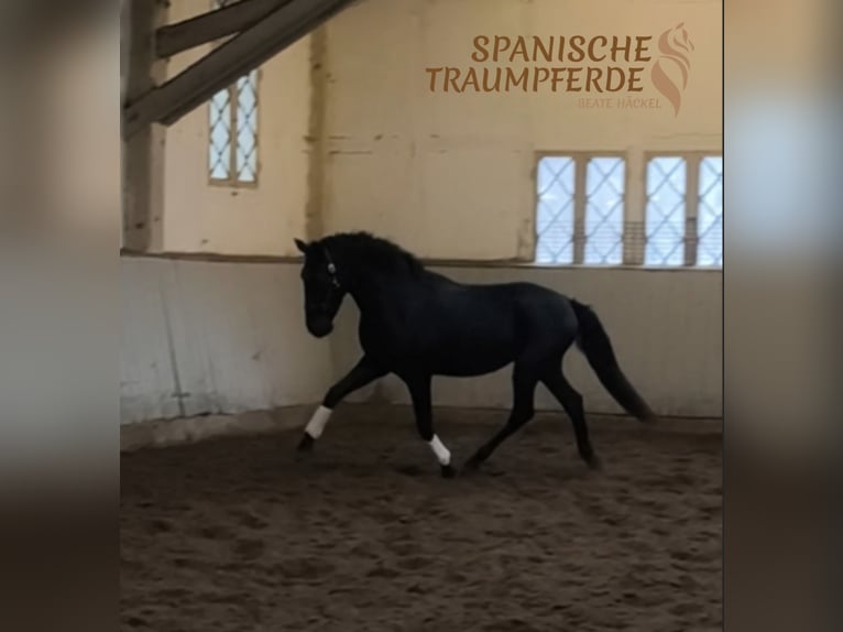 PRE Mix Wallach 4 Jahre 164 cm Rappe in Traventhal