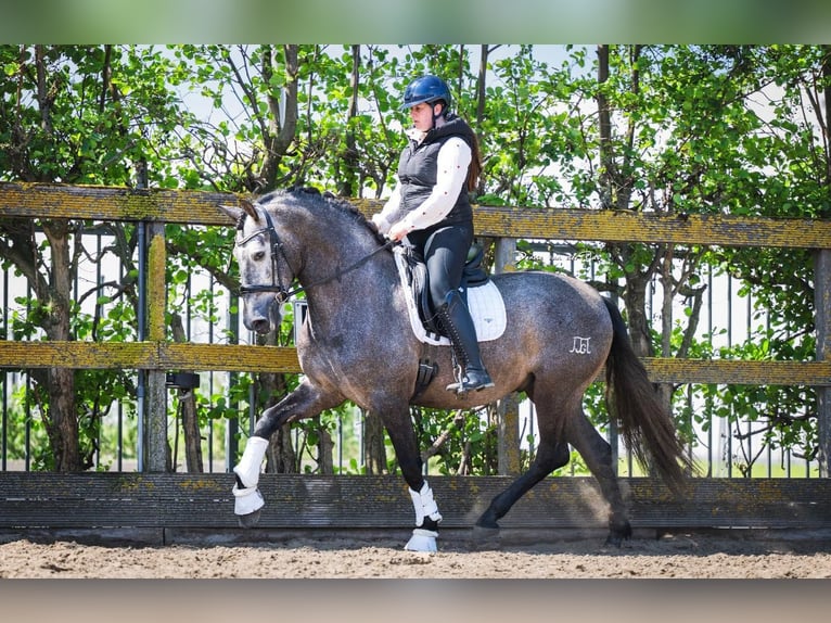 PRE Mix Wallach 4 Jahre 164 cm Schimmel in Grebenhain