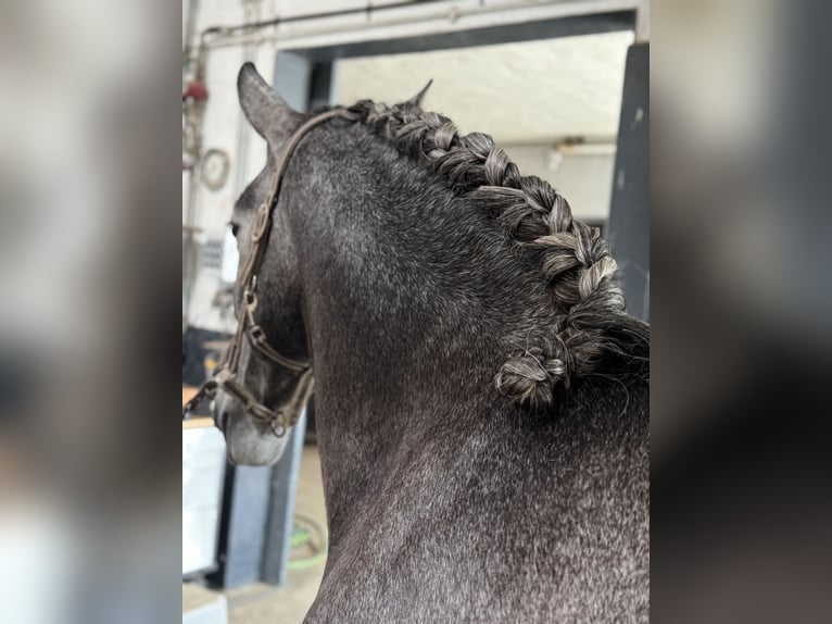 PRE Mix Wallach 4 Jahre 164 cm Schimmel in Warendorf