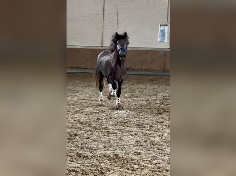 PRE Mix Wallach 4 Jahre 164 cm Schimmel in Warendorf