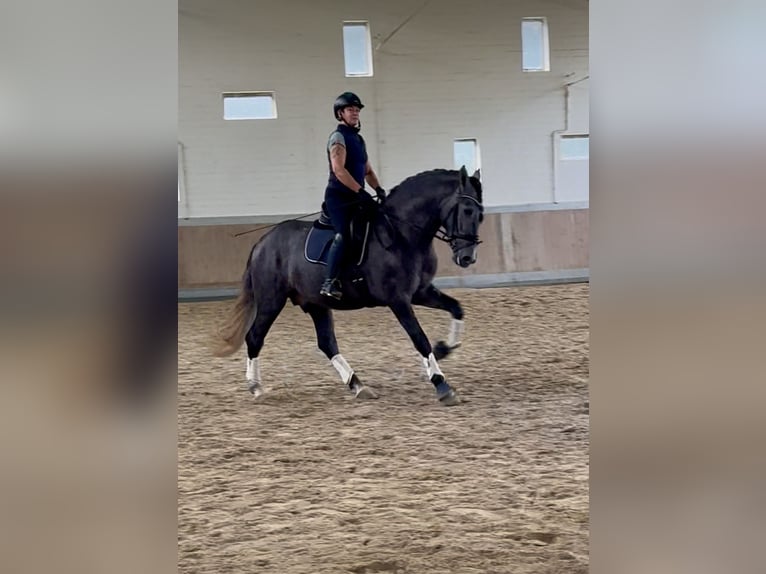 PRE Mix Wallach 4 Jahre 164 cm Schimmel in Warendorf