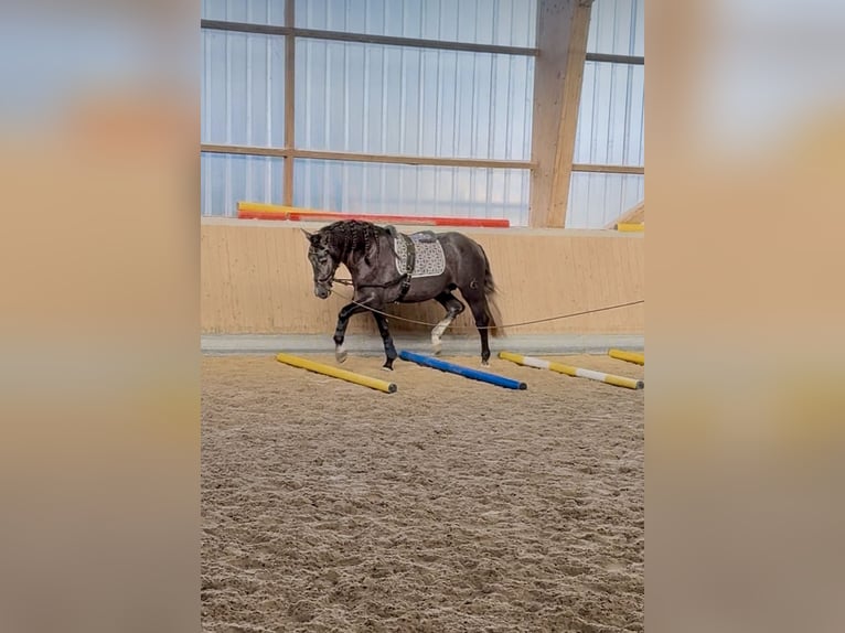 PRE Mix Wallach 4 Jahre 164 cm Schimmel in Warendorf