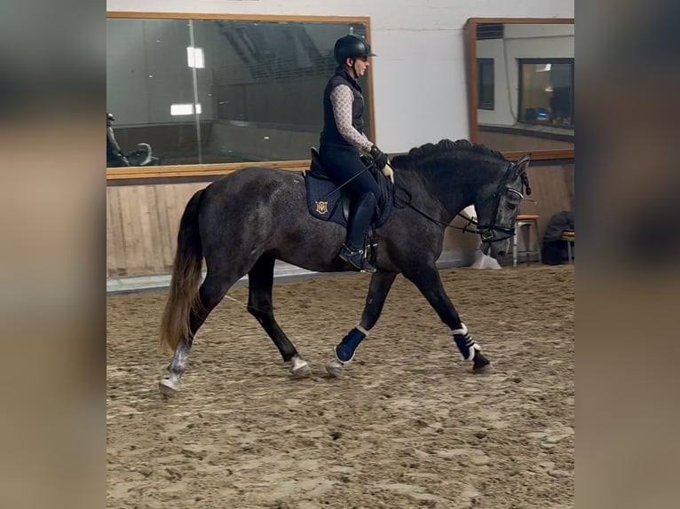 PRE Mix Wallach 4 Jahre 164 cm Schimmel in Warendorf