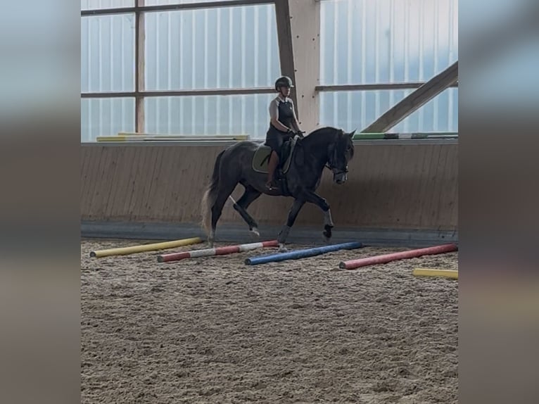 PRE Mix Wallach 4 Jahre 164 cm Schimmel in Warendorf