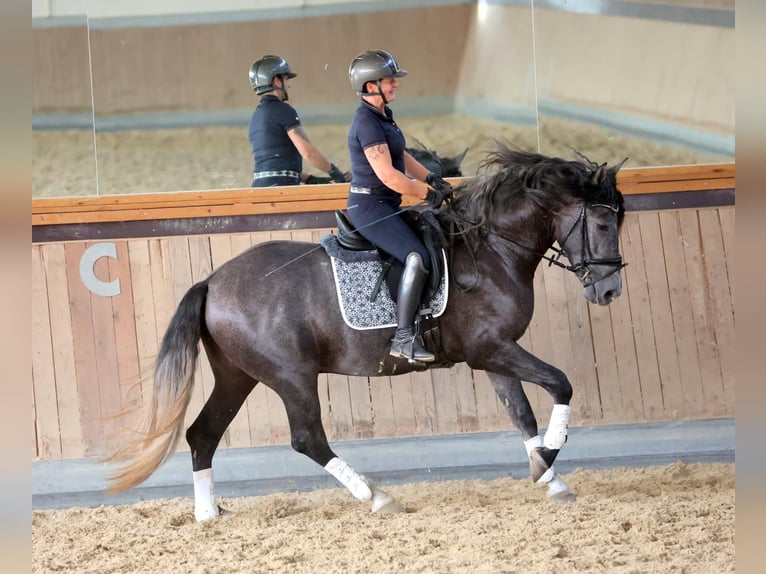 PRE Mix Wallach 4 Jahre 164 cm Schimmel in Warendorf