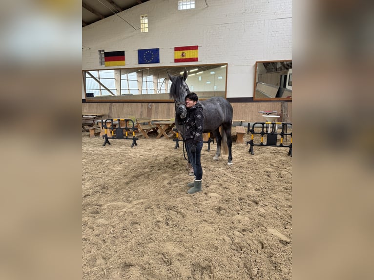 PRE Mix Wallach 4 Jahre 164 cm Schimmel in Warendorf