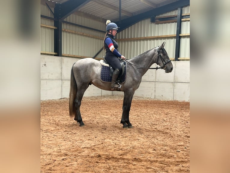 PRE Mix Wallach 4 Jahre 164 cm Schimmel in Sad&#xF3;wka