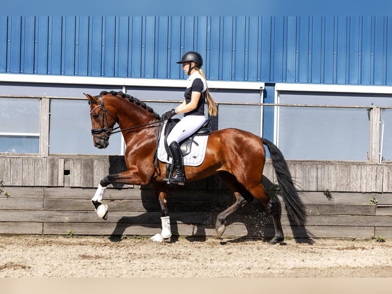 PRE Mix Wallach 4 Jahre 165 cm Brauner in Poeldijk