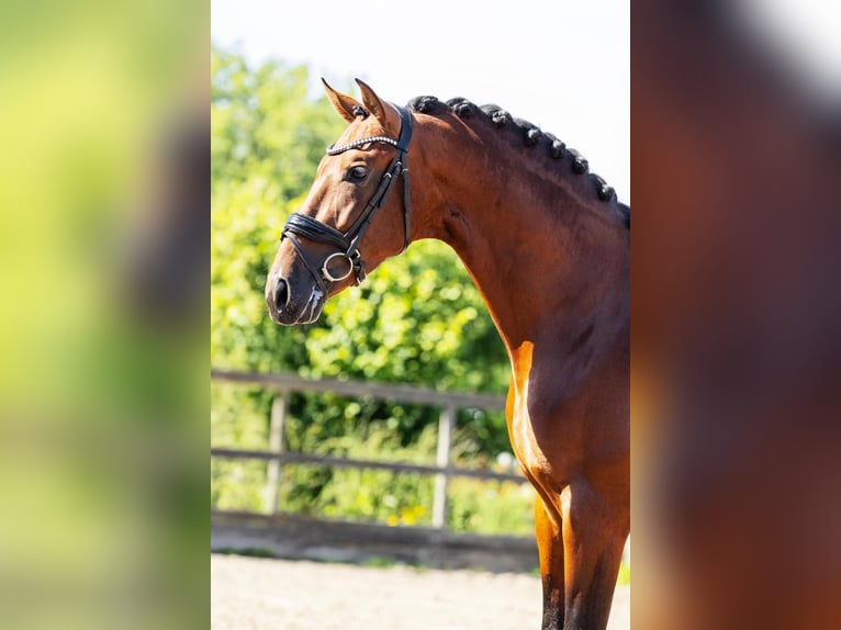 PRE Mix Wallach 4 Jahre 165 cm Brauner in Poeldijk