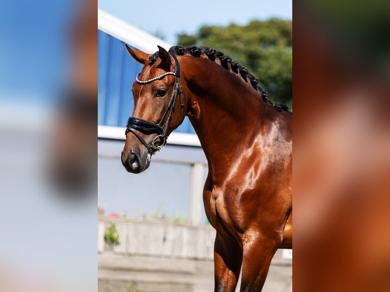 PRE Mix Wallach 4 Jahre 165 cm Brauner in Poeldijk