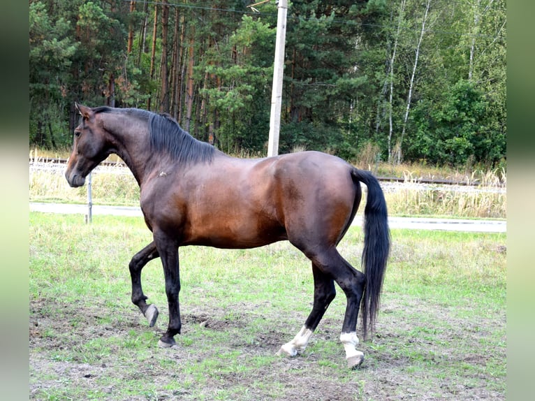 PRE Mix Wallach 4 Jahre 165 cm Dunkelbrauner in Tuczepy