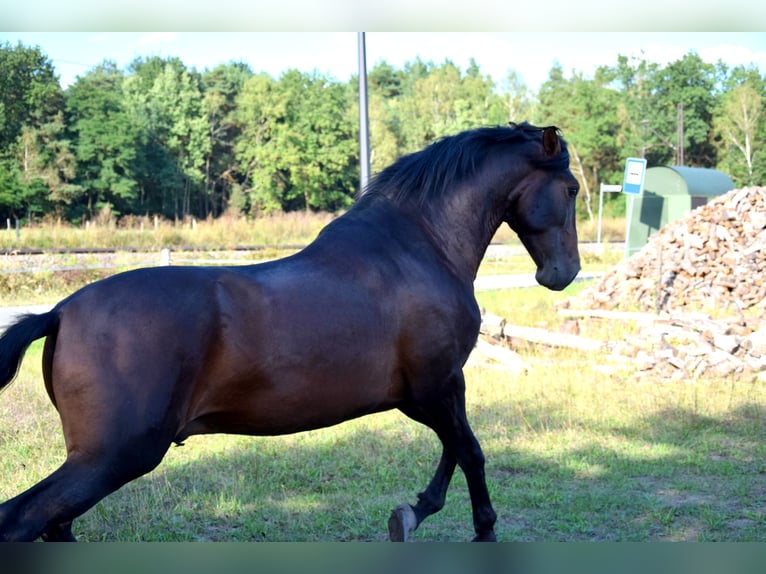 PRE Mix Wallach 4 Jahre 165 cm Dunkelbrauner in Tuczepy