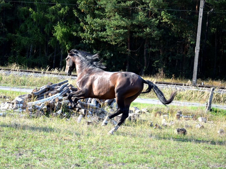 PRE Mix Wallach 4 Jahre 165 cm Dunkelbrauner in Tuczepy