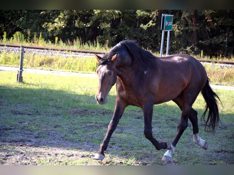 PRE Mix Wallach 4 Jahre 165 cm Dunkelbrauner in Tuczepy