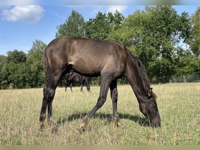 PRE Mix Wallach 4 Jahre 165 cm Falbe in Nienhagen