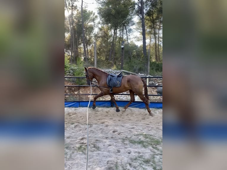 PRE Wallach 4 Jahre 165 cm Fuchs in Olesa De Bonesvalls