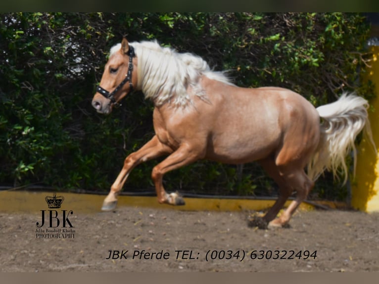 PRE Mix Wallach 4 Jahre 165 cm Palomino in Tabernas Almeria