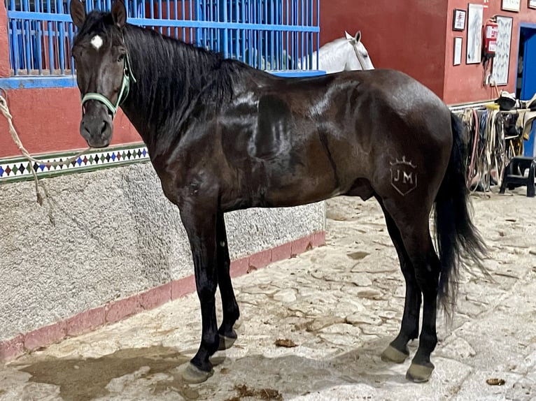 PRE Mix Wallach 4 Jahre 165 cm Rappe in Granada