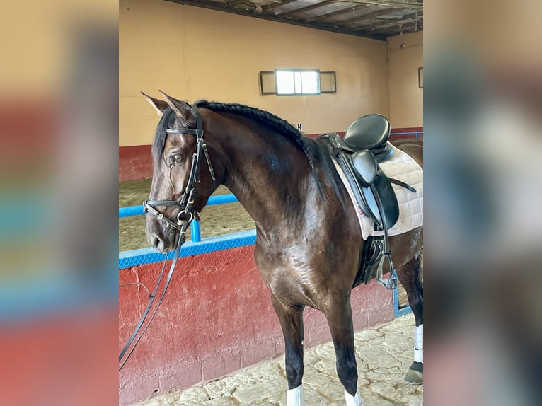 PRE Mix Wallach 4 Jahre 165 cm Rappe in Granada