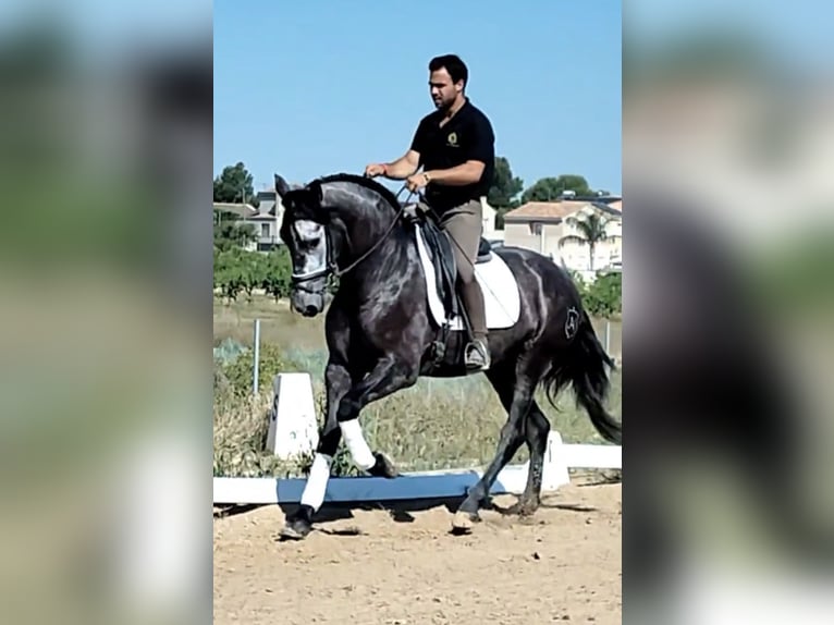 PRE Mix Wallach 4 Jahre 165 cm Rappschimmel in Neu-Anspach