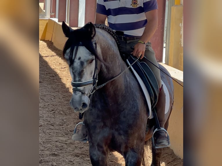 PRE Mix Wallach 4 Jahre 165 cm Rappschimmel in Neu-Anspach