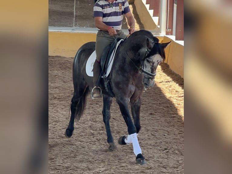 PRE Mix Wallach 4 Jahre 165 cm Rappschimmel in Neu-Anspach