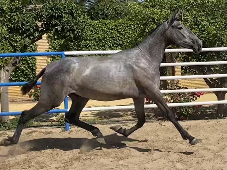 PRE Wallach 4 Jahre 165 cm Schimmel in Fuentes De Andalucia