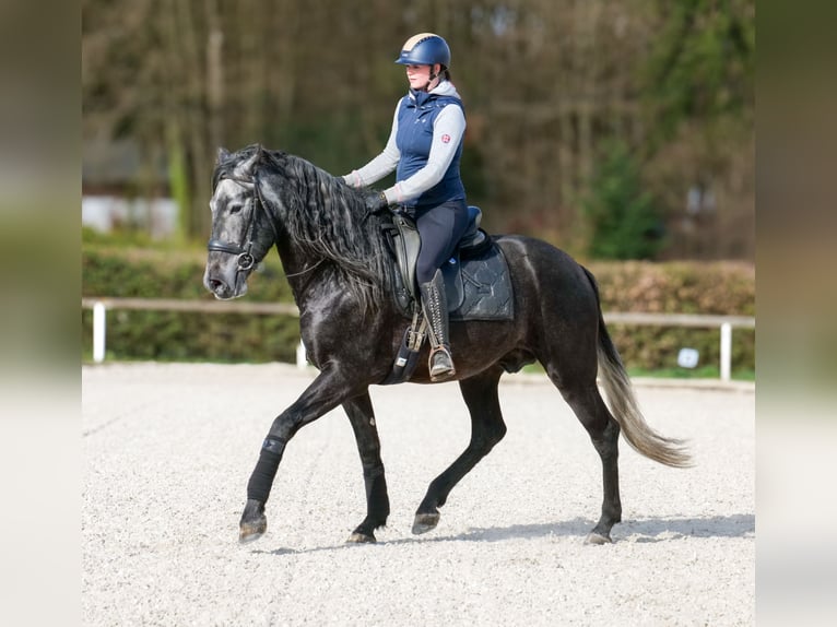 PRE Mix Wallach 4 Jahre 165 cm Schimmel in Neustadt (Wied)