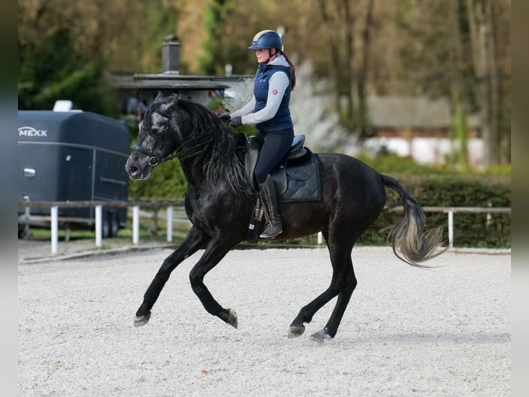 PRE Mix Wallach 4 Jahre 165 cm Schimmel in Neustadt (Wied)