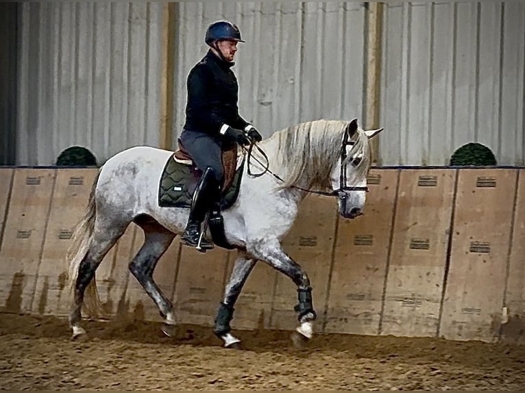 PRE Mix Wallach 4 Jahre 165 cm Schimmel in Neustadt (Wied)