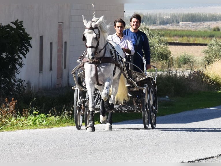 PRE Mix Wallach 4 Jahre 165 cm Schimmel in Provinz Granada