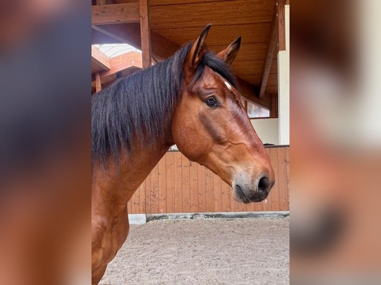 PRE Mix Wallach 4 Jahre 165 cm  in Ruppichteroth